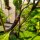 Chilaca Chili Pepper (Capsicum annuum) seeds