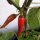 Chilaca Chili Pepper (Capsicum annuum) seeds