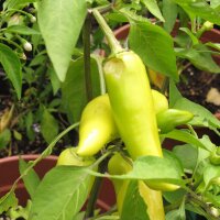 Hungarian Hot Wax Banana Pepper (Capsicum annuum) organic...