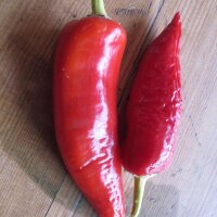 Hungarian Hot Wax Pepper (Capsicum annuum) organic seeds