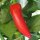 Hungarian Hot Wax Banana Pepper (Capsicum annuum) organic seeds