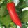 Hungarian Hot Wax Pepper (Capsicum annuum) organic seeds