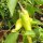 Hungarian Hot Wax Pepper (Capsicum annuum) organic seeds