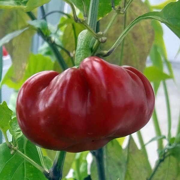 Hungarian Red Round Pepper (Capsicum annuum) organic seeds