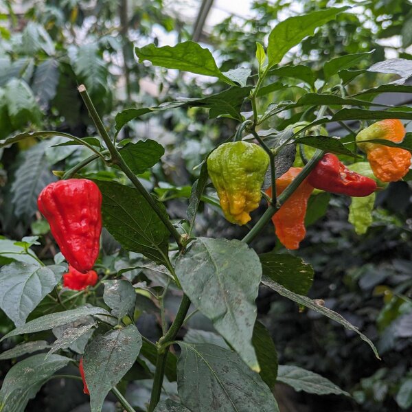 Bhut Jolokia Pepper (Capsicum chinense) - approx. 10 seeds