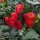 Bhut Jolokia Pepper (Capsicum chinense) seeds