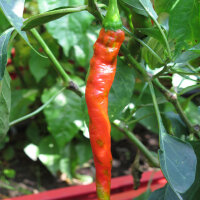 Sweet Lombardo Pepper Lunga Sigaretta (Capsicum annuum)...