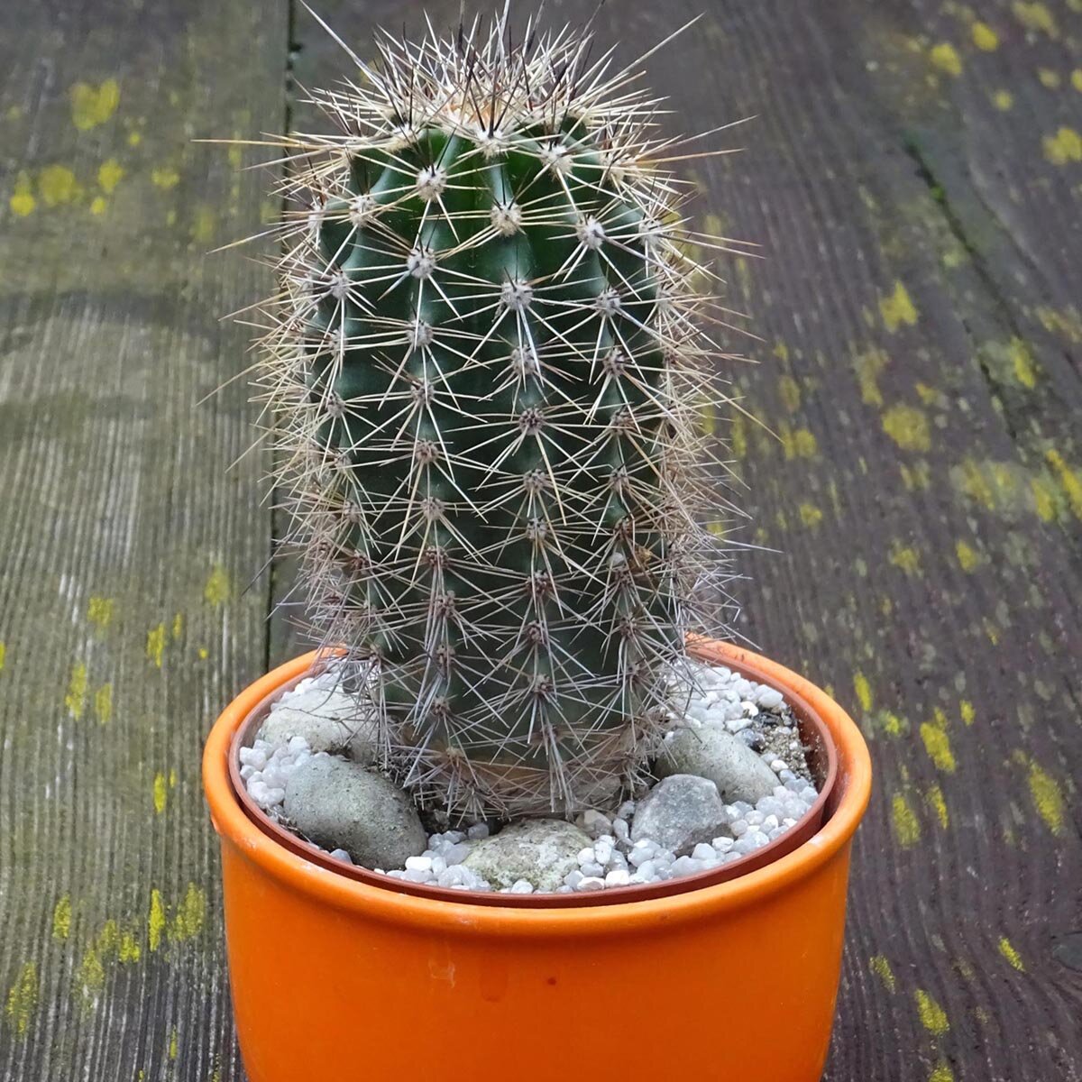 Saguaro Cactus (Carnegiea gigantea) - approx. 10 seeds