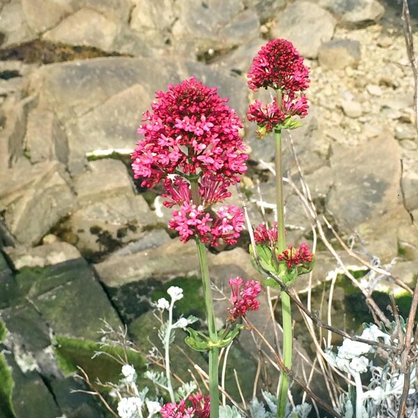 Red Valerian (Centranthus ruber) seeds