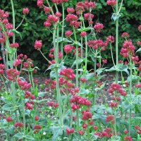 Red Valerian (Centranthus ruber) seeds