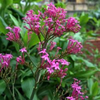 Red Valerian (Centranthus ruber) seeds