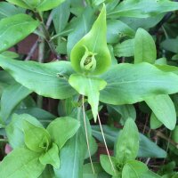 Red Valerian (Centranthus ruber) seeds