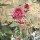 Red Valerian (Centranthus ruber)