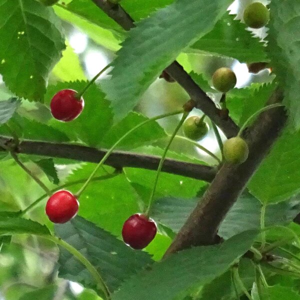 Wild Cherry (Prunus avium subsp. avium) seeds