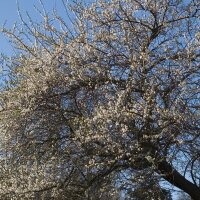 Wild Cherry (Prunus avium subsp. avium) seeds