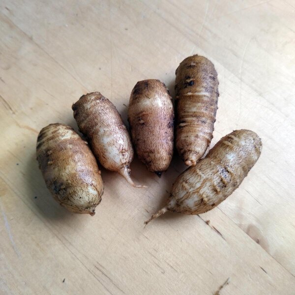 Root Chervil (Chaerophyllum bulbosum) seeds