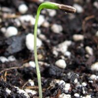 Root Chervil (Chaerophyllum bulbosum) seeds