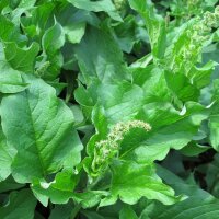 Good King Henry (Chenopodium bonus-henricus) seeds