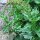 Good King Henry (Chenopodium bonus-henricus) seeds