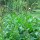 Good King Henry (Chenopodium bonus-henricus) seeds