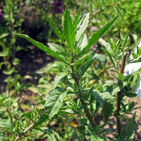 Wormseed (Chenopodium ambrosioides) seeds