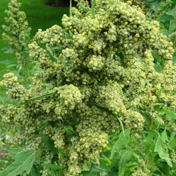 Quinoa (Chenopodium quinoa) seeds