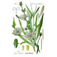 Chicory Di Bruxelles (Cichorium Intybus)