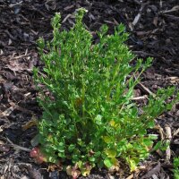 Scurvy Grass (Cochlearia officinalis) seeds