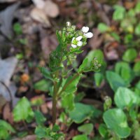 Scurvy Grass (Cochlearia officinalis) seeds