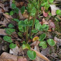 Scurvy Grass (Cochlearia officinalis) seeds