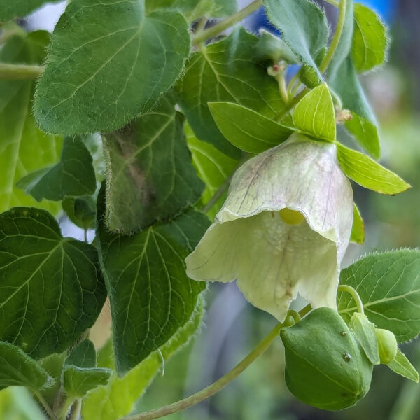 Dang Shen (Codonopsis pilosula) seeds