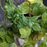 Dang Shen (Codonopsis pilosula) seeds