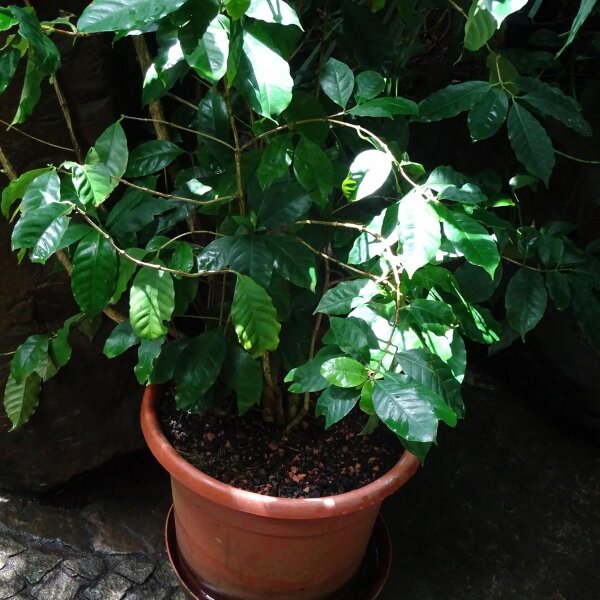 Mountain Coffee (Coffea arabica) seeds