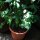 Mountain Coffee (Coffea arabica) seeds
