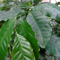 Hawaiian Kona Coffee (Coffea arabica) seeds