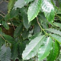 Robusta Coffee (Coffea canephora)
