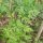 Poison Hemlock (Conium maculatum) seeds
