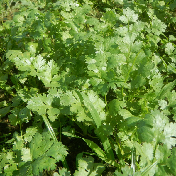 Cilantro / Leaf Coriander (Coriandrum sativum) seeds