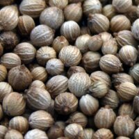 Cilantro / Leaf Coriander (Coriandrum sativum) seeds