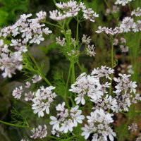 Cilantro / Leaf Coriander (Coriandrum sativum) seeds