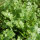 Cilantro / Leaf Coriander (Coriandrum sativum) seeds