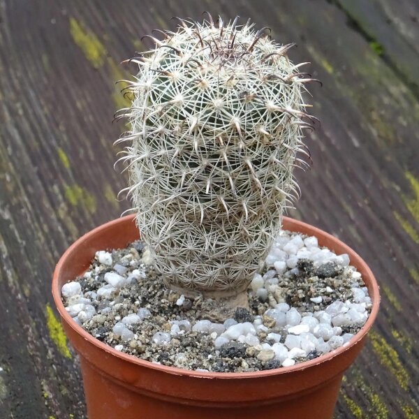 Pincushion Cactus / Doñana (Coryphantha ramillosa) seeds