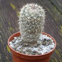 Pincushion Cactus / Doñana (Coryphantha ramillosa)...