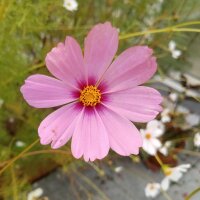 Cosmos (Cosmos bipinnatus) seeds