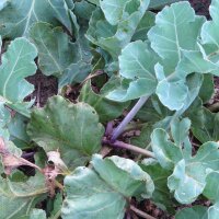 Sea Kale (Crambe maritima) seeds