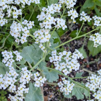 Sea Kale (Crambe maritima) seeds