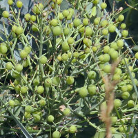 Sea Kale (Crambe maritima) seeds