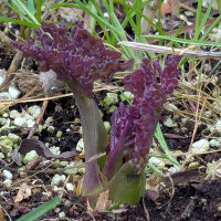 Sea Kale (Crambe maritima) seeds