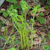 Sea Kale (Crambe maritima) seeds