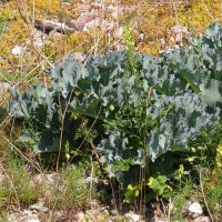 Sea Kale (Crambe maritima) seeds